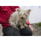KNOPFERL, Westhighland Terrier Mix - Hündin