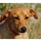 KNUDDELFREAK - Pinscher-Mix - Rüde