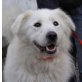 KNUT,  Pflegestelle Oberösterreich, aufmerksamer, hübscher Kuvasz-Retriever-Mix - Rüde