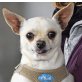 KNÖPFCHEN - Linares, Chihuahua, kastriert - Rüde