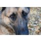 KODY - Pflegestelle Niederösterreich, Riesenbaby - Schäfer/Leonberger-Mix - Rüde