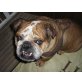 KOJAK, Pflegestelle Tirol, gemütlicher, ruhiger englischer Bulldoggen - Rüde