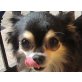 KOKI, Chihuahua-Opfer eines VERMEHRERS - Hündin