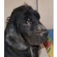 KOKI - Pflegestelle Wien, Englischer Cockerspaniel - Rüde