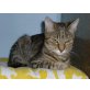 KOKIO, Tierschutz - Kater