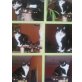 KOLIA, EKH BKH Mix - Katze
