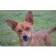 KOMO, Dackel/Pinscher Mischling - Rüde