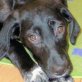 KONA, Mix mittelgroß werdend Welpen - Hündin