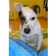 KORMY - Pflegestelle Wien, gelehriger, verschmuster JACK-RUSSEL - Rüde