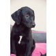 KORNEL, zuckersüßer Labrador/Viszla Mischlingsbub Welpen - Rüde