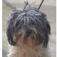 KRISSY - Linares, Tibet-Terrier Mix - kastriert - Hündin