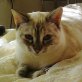 KUKI, Siamesen - Katze