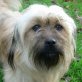 KUKI, Yorki-Mix - Hündin