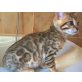 KUPIDO BENGALKATER AB SOFORT ZUM ABGEBEN, Bengalkatze - Kater