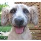 KURT - Pflegestelle Niederösterreich, DER KAMPFSCHMUSER - Cairn Terrier-Mix - Rüde