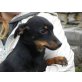 KURTI 2, Pinscher-Dackelmix, sucht Pflege- oder Fixplatz - Rüde