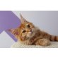 KUSCHELKATER KONSTANTIN, Maine Coon - Kater