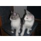 KUSCHELMONSTER-DUO - Kater