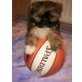 KUSCHELMONSTER, Lhasa Apso Welpen - Rüde