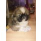 KUSCHELMONTER PEKINESE RÜDE, Pekinese Welpen - Rüde