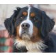 KYRA 3, Pflegestelle Niederösterreich, Nicht aus der Ruhe zu bringen - Berner Sennen - Hündin