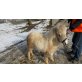 Kaatje, Shetland Pony - Stute