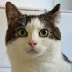 Käthe, Einzelgänger - Katze
