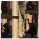 Kätzchen - Kater