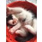 Kätzchen - Katze
