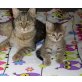 Kätzchen, Katzenbabys zu vergeben - Katze