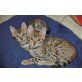 Kätzchen.Rassekatzen., Bengalkatze - Katze