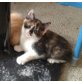 Kätzchen dreifärbig weiblich Glückskatze - Katze