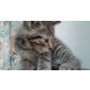 Kätzchen grau getigert weiblich - Katze