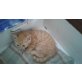 Kätzchen orange rot männlich - Kater