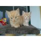 Kätzchen orange rot männlich - Kater