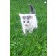 Kätzchen sucht ab bald ein neues Zuhause! - Katze