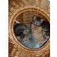 Kätzchen zu verschenken - Kater