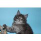 Kätzin Xantia, Maine Coon - Katze