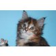 Kätzin Xira, Maine Coon - Katze