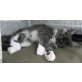 Kafka, Jumanji, Khal Drogo, Maine Coon - Kater