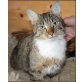 Kahn, Hauskatze - Kater
