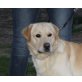 Kaiko, Labrador Retriever - Rüde