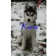 Kaisa und Knut, Siberian Husky Welpen - Hündin