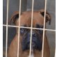 Kaita, Boxer - Rüde