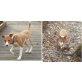 Kaja, Podenco-Mix - Hündin