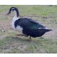 Kajuga Enten - weiblich