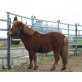 Kajus, Shetland Pony - Wallach