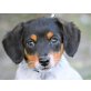 Kaktus, Beagle-Terrier-Mischling Welpen - Rüde