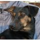 Kala, Dackel Pinscher-Mischlingshündin - Hündin