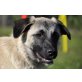 Kala, Schäferhund-Mix - Hündin